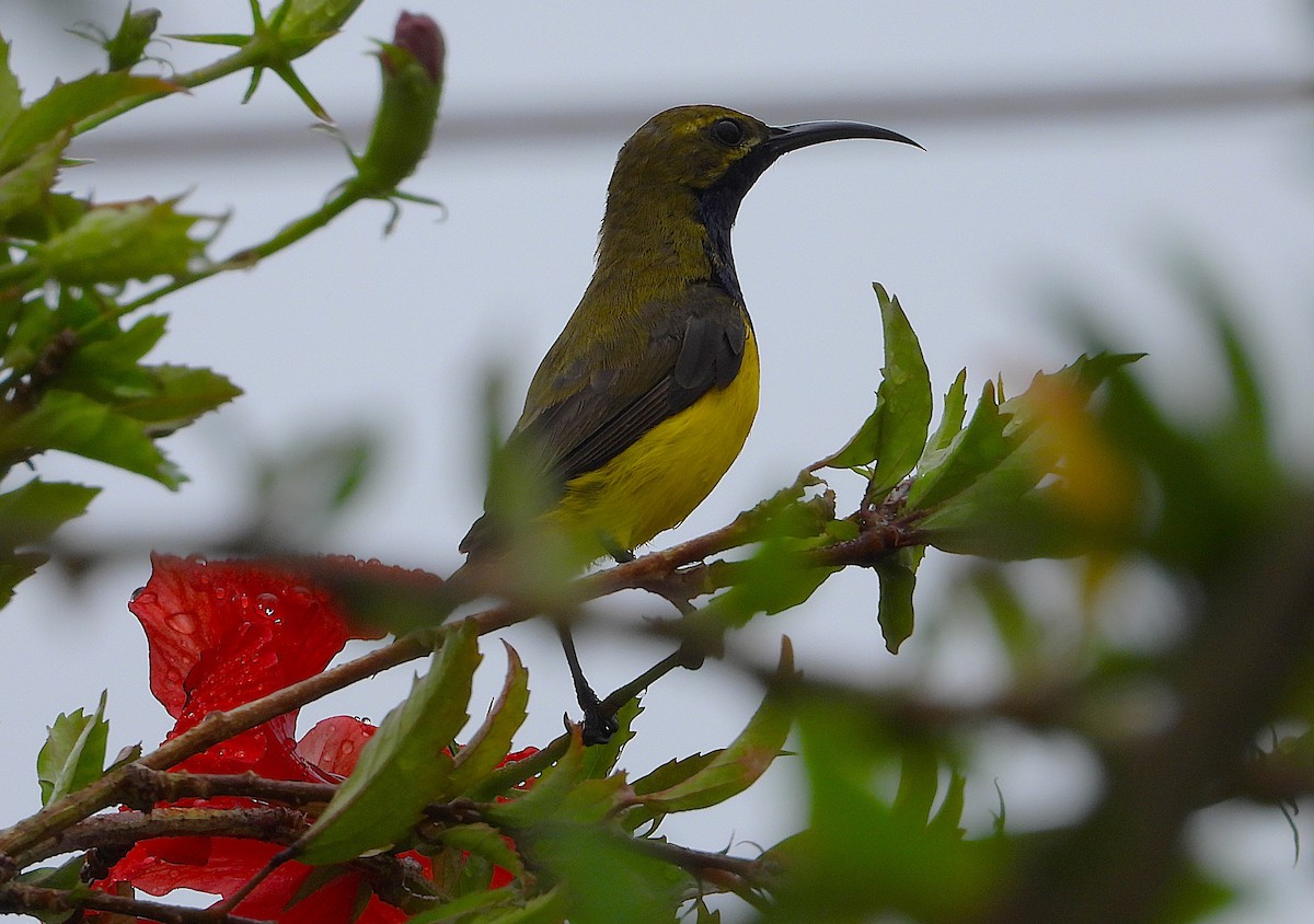 Sahul Sunbird - ML647043738