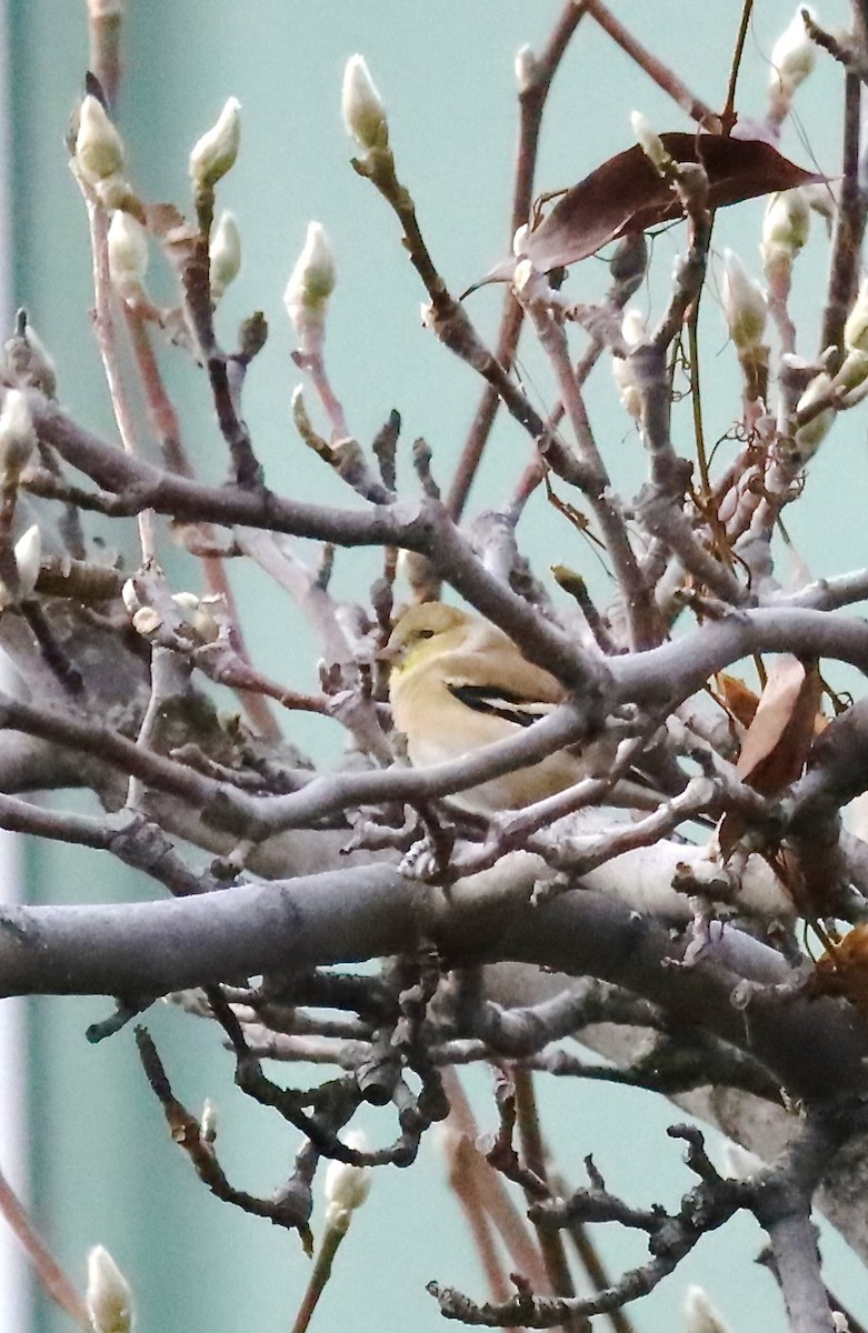 American Goldfinch - ML647043740