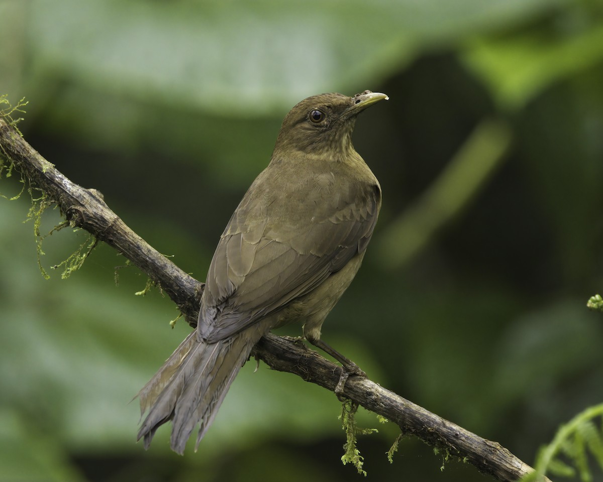 Merle fauve - ML647043742