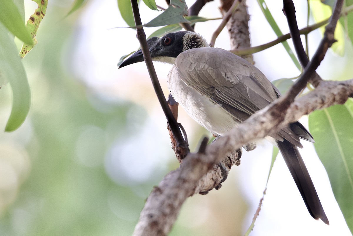 Silver-crowned Friarbird - ML647043743