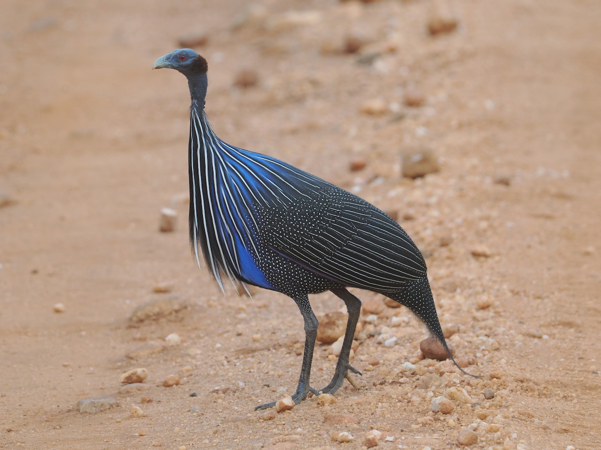 Vulturine Guineafowl - ML647043744