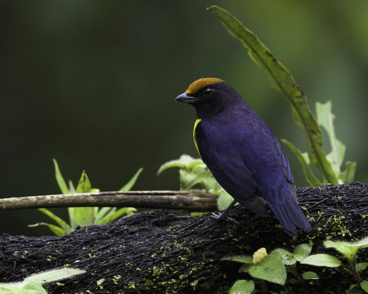 libohlásek hnědokorunkatý - ML647043750