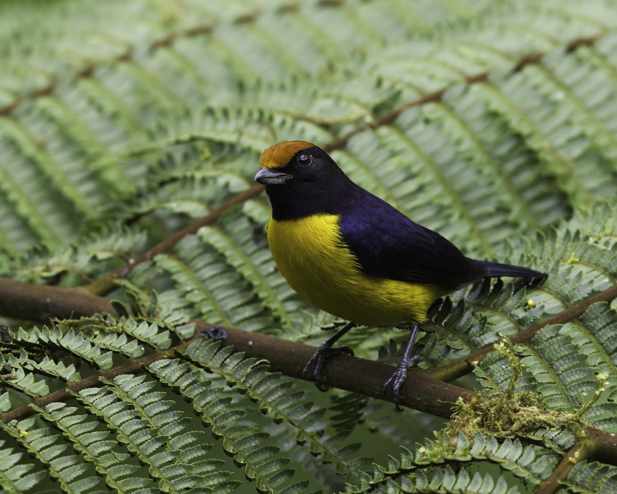 libohlásek hnědokorunkatý - ML647043751