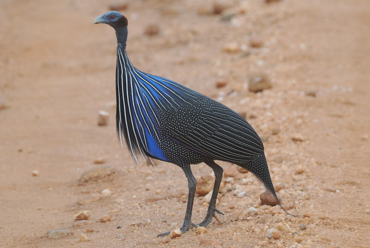 Vulturine Guineafowl - ML647043758