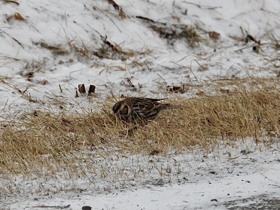 Подорожник лапландський - ML647043760