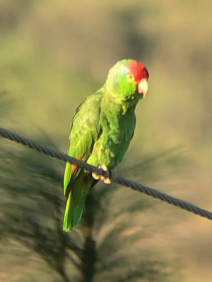 Red-crowned Amazon - ML647043765