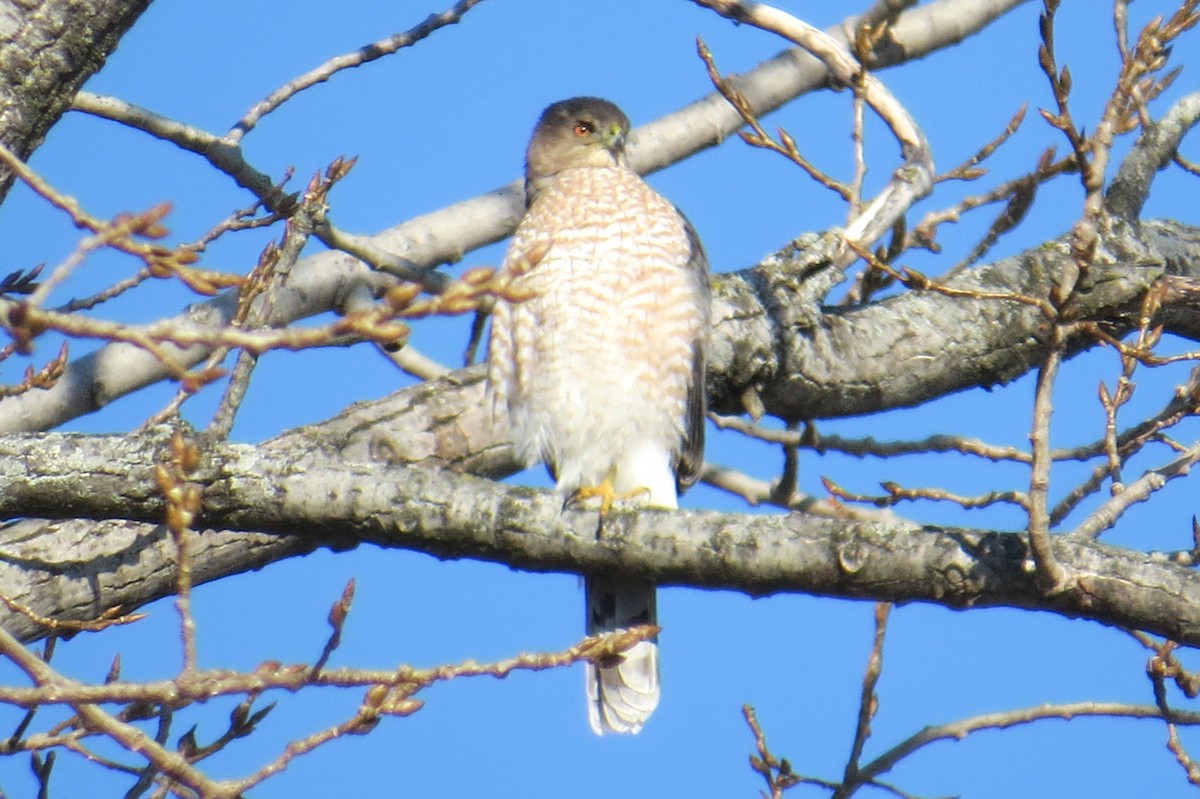 jestřáb americký - ML647043766