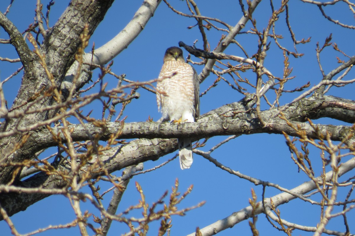 jestřáb americký - ML647043767