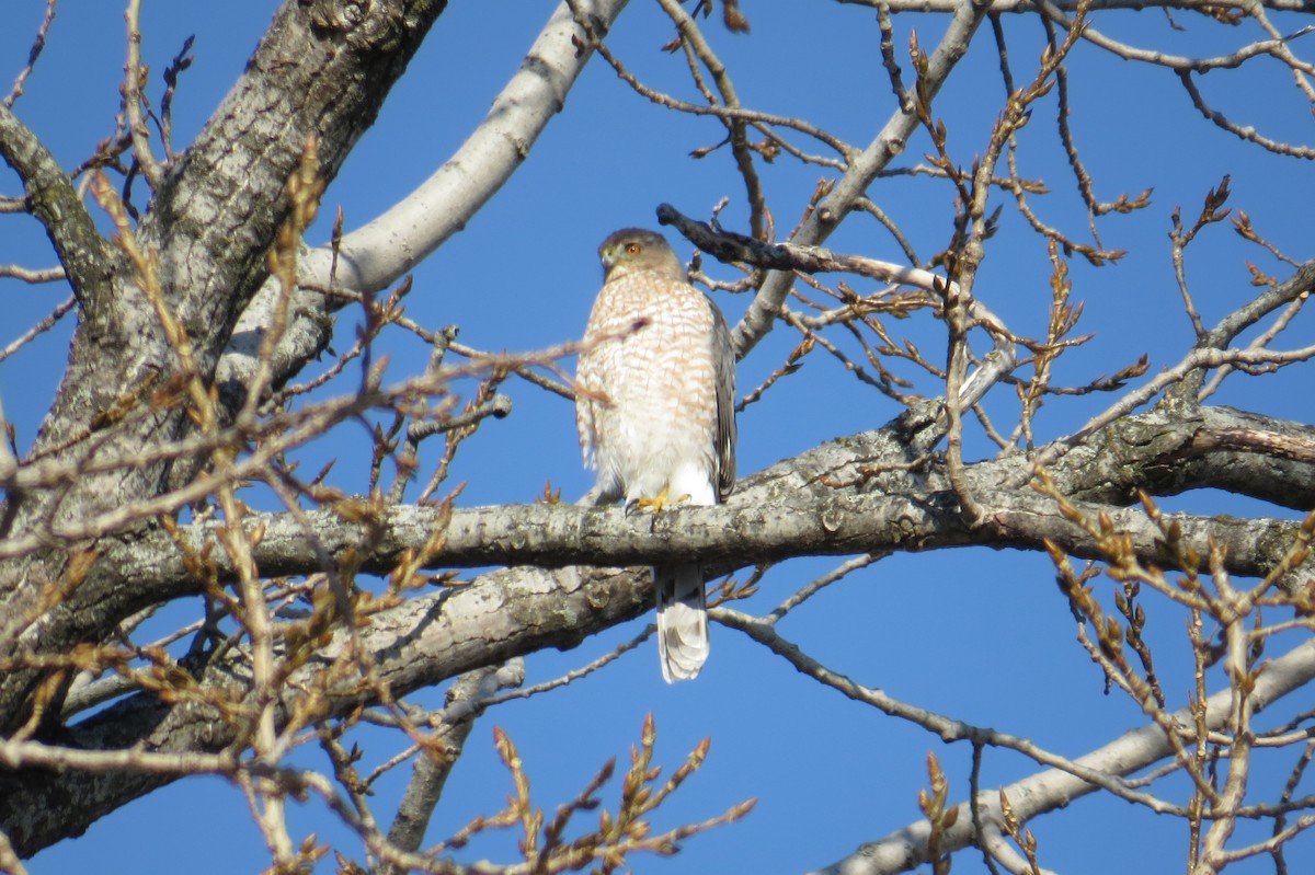 jestřáb americký - ML647043768