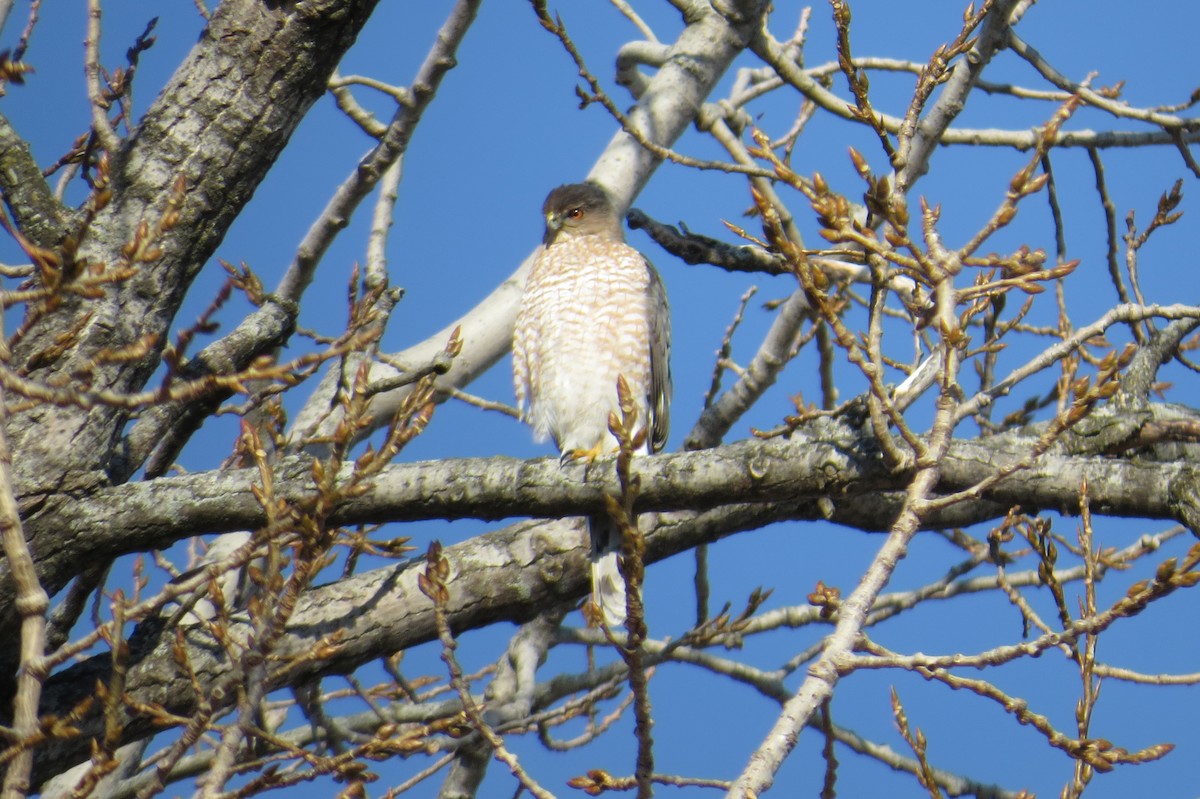 jestřáb americký - ML647043769