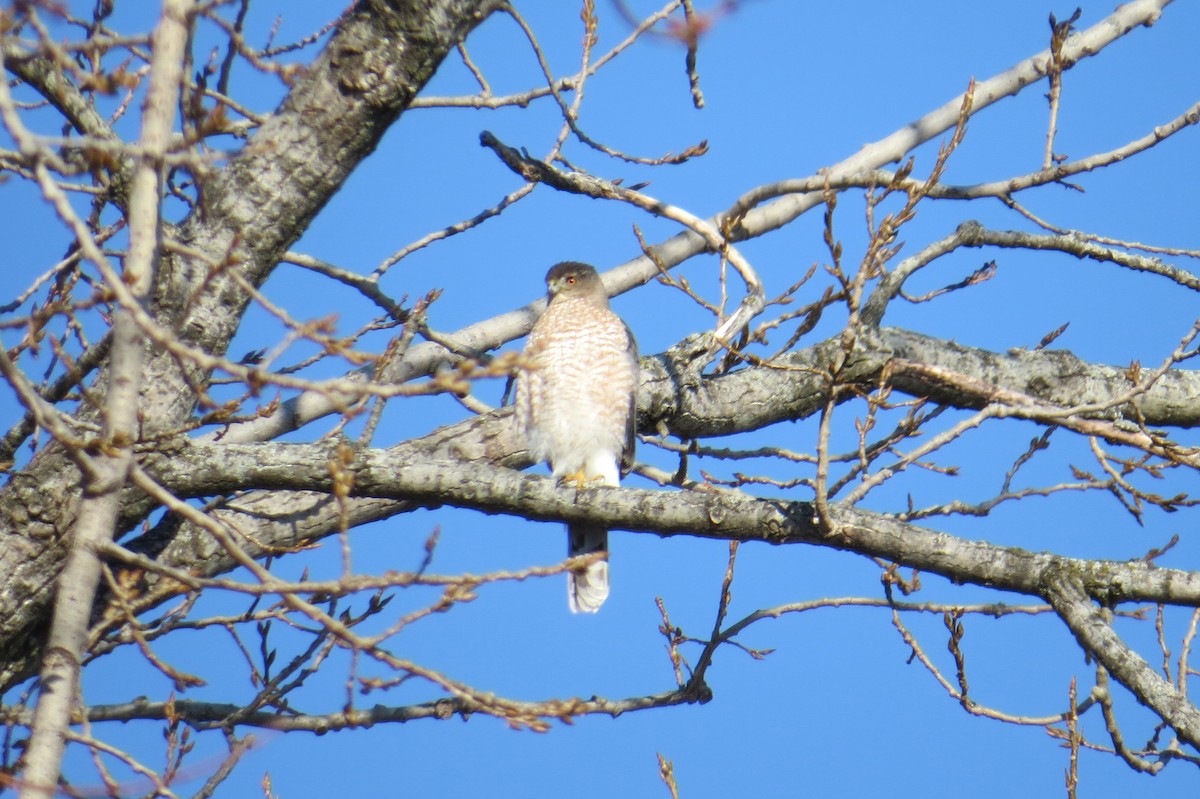 jestřáb americký - ML647043770