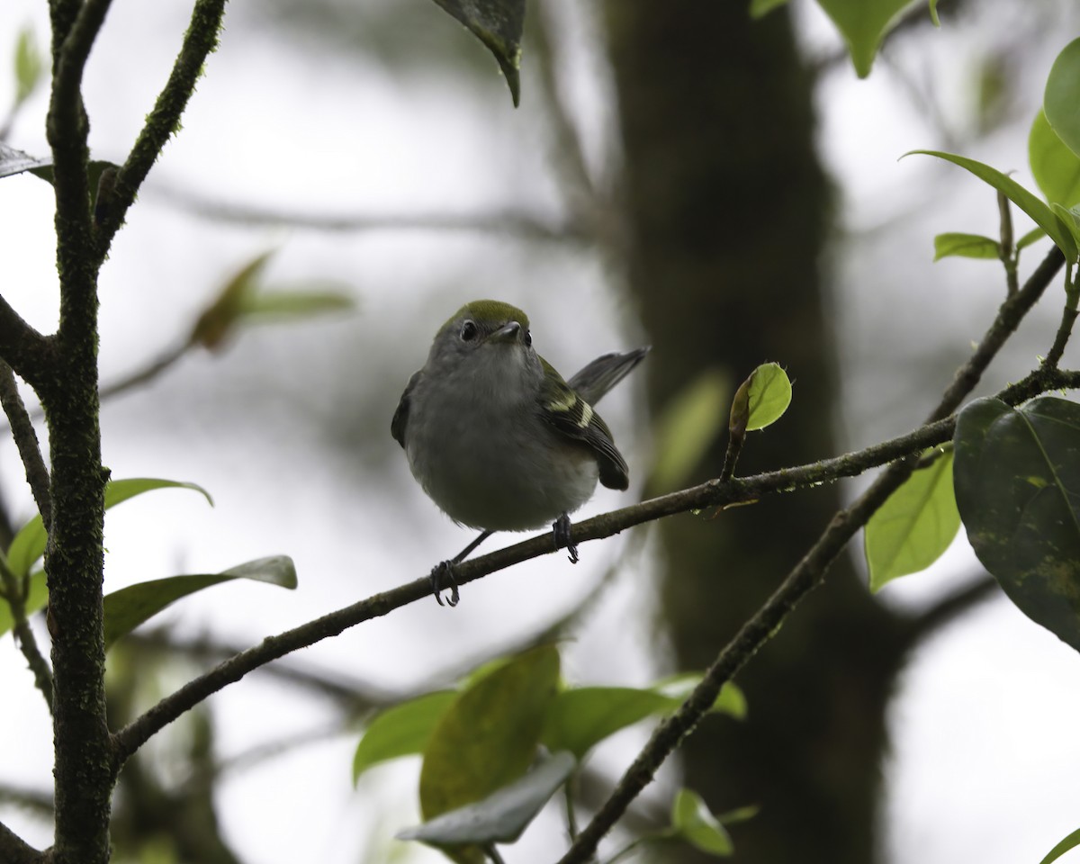 Chestnut-sided Warbler - ML647043771