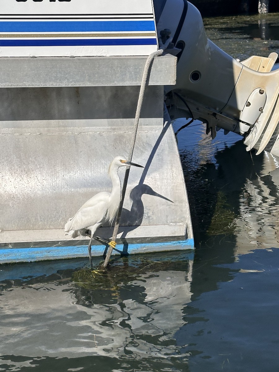 Garceta Nívea - ML647043777