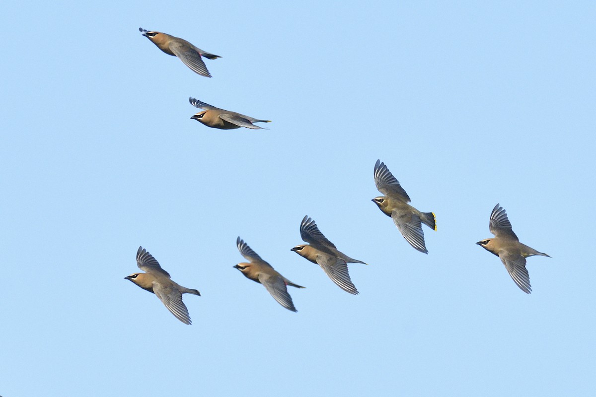 ヒメレンジャク - ML647043780