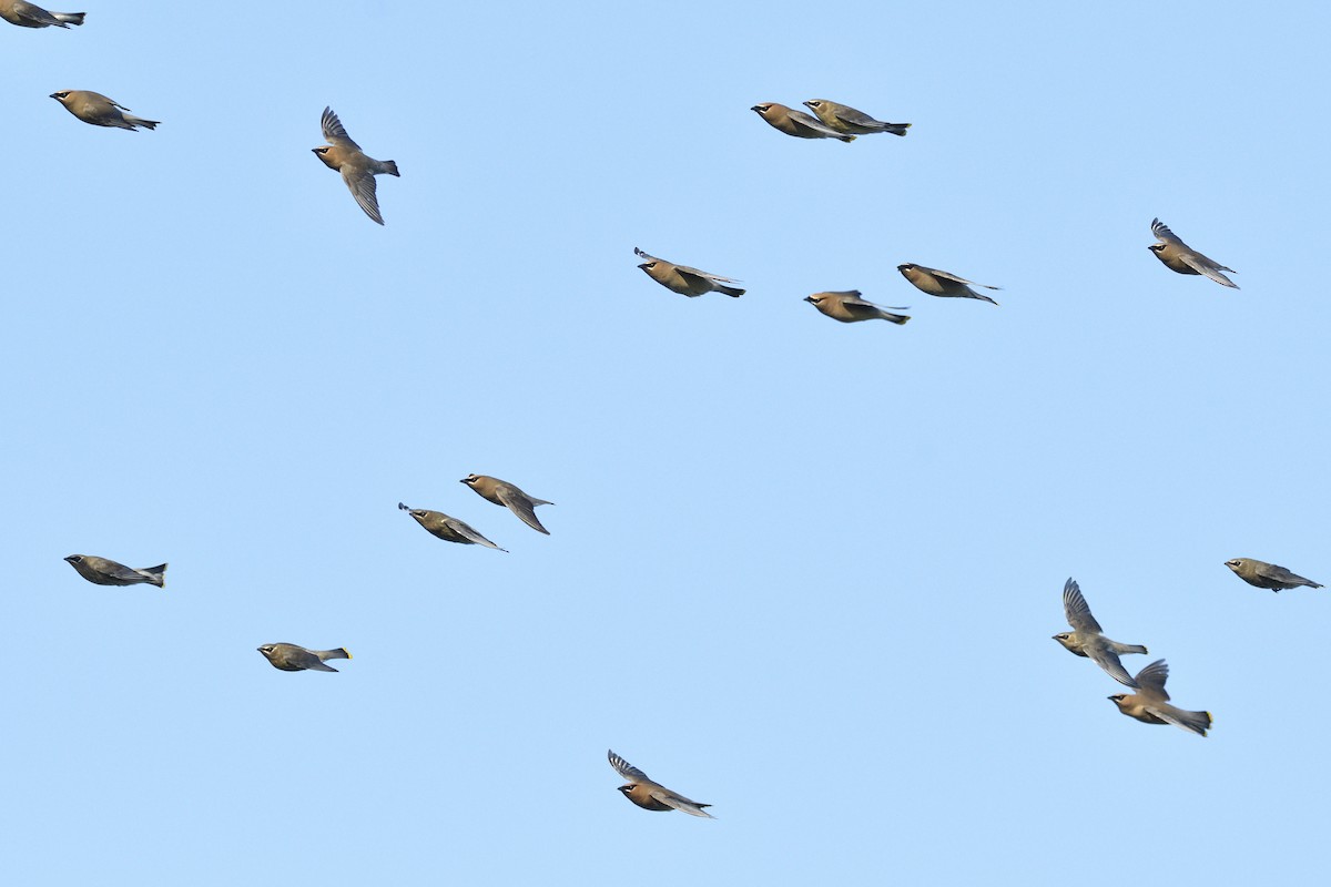 ヒメレンジャク - ML647043781