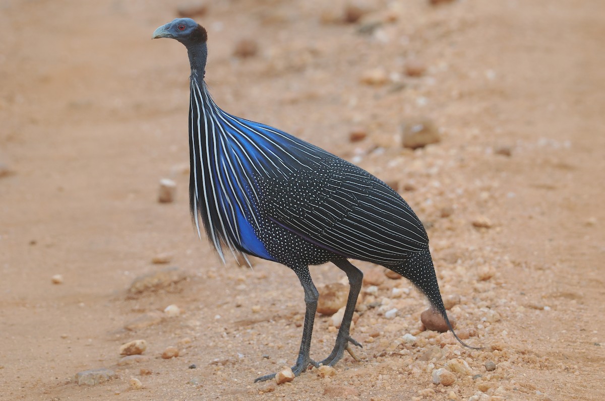 Vulturine Guineafowl - ML647043783