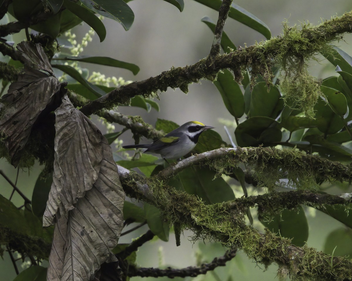 キンバネアメリカムシクイ - ML647043785