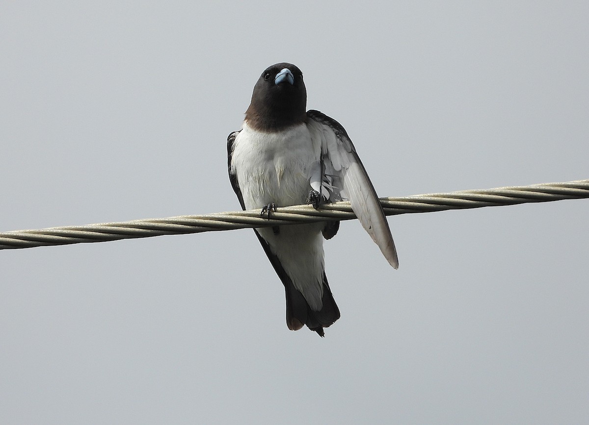 White-breasted Woodswallow - ML647043789