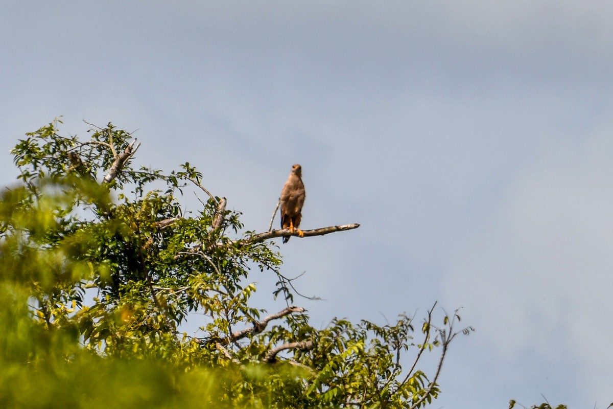 Savanna Hawk - ML647043790