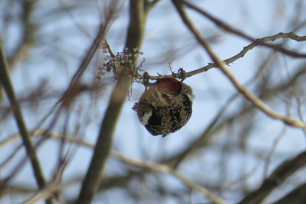 datel rudohrdlý - ML647043793