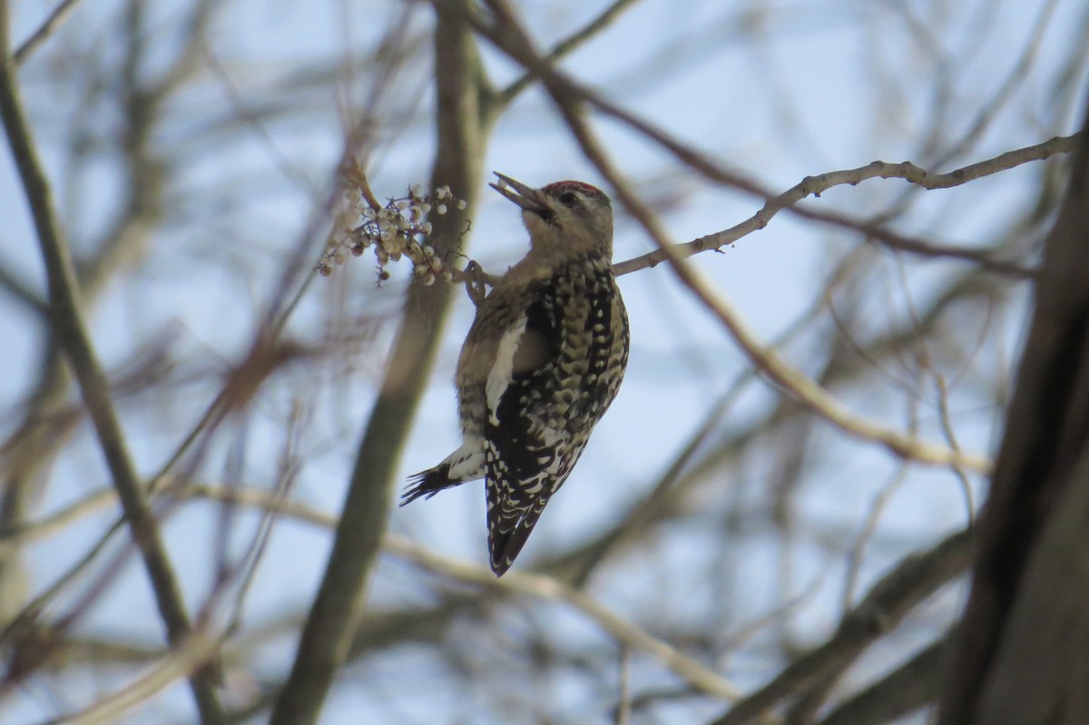 datel rudohrdlý - ML647043795