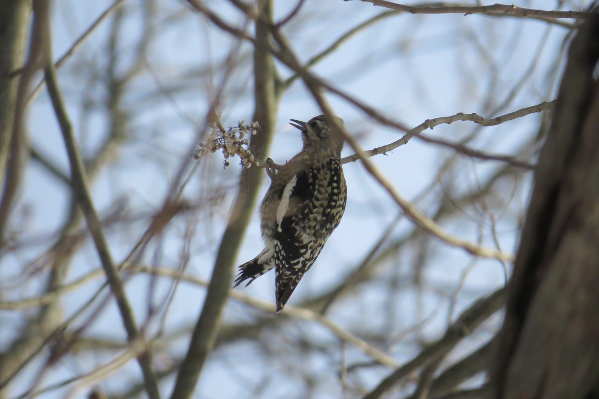 datel rudohrdlý - ML647043796