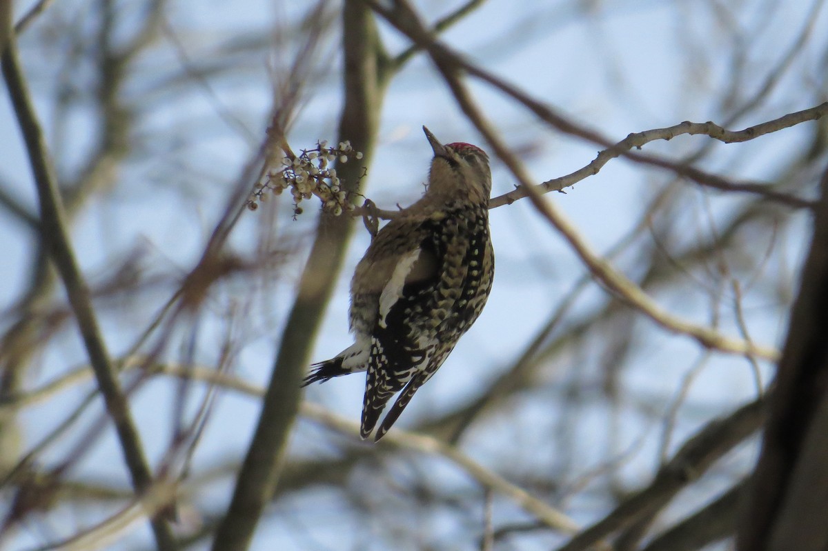 datel rudohrdlý - ML647043797