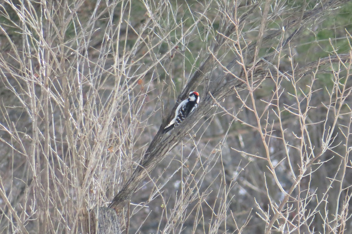 strakapoud osikový - ML647043801