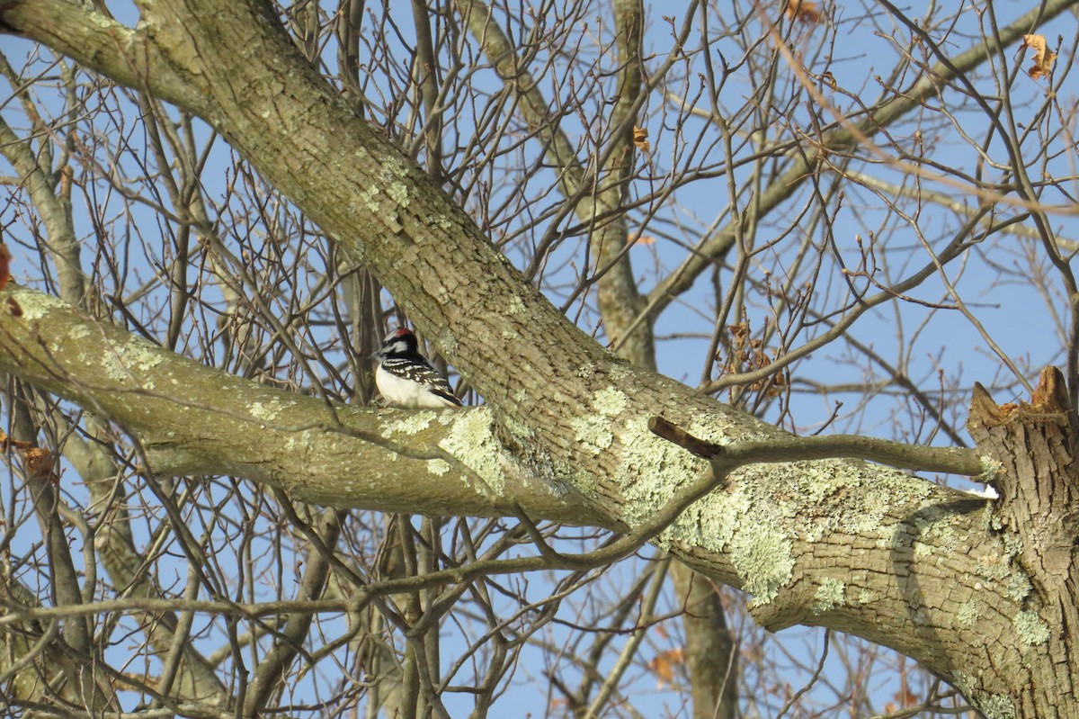 strakapoud osikový - ML647043803