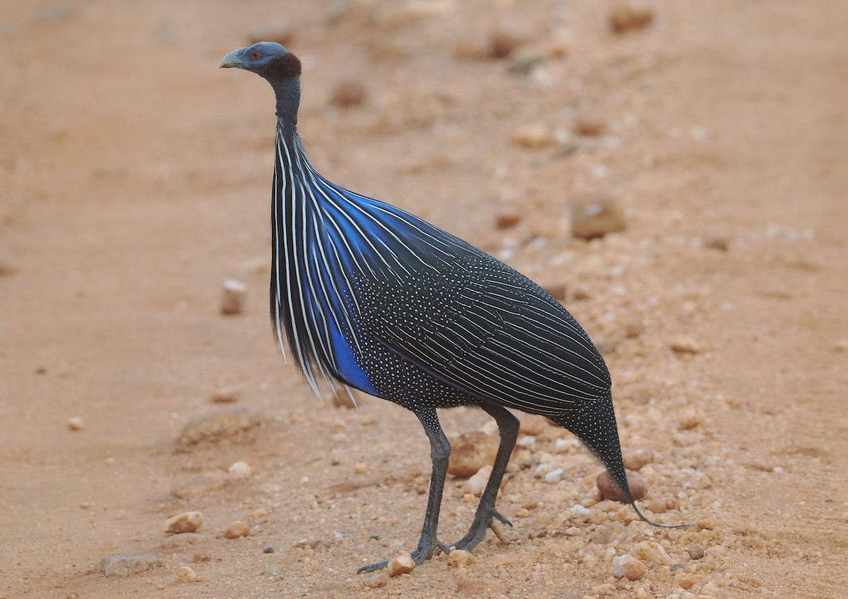 Vulturine Guineafowl - ML647043806