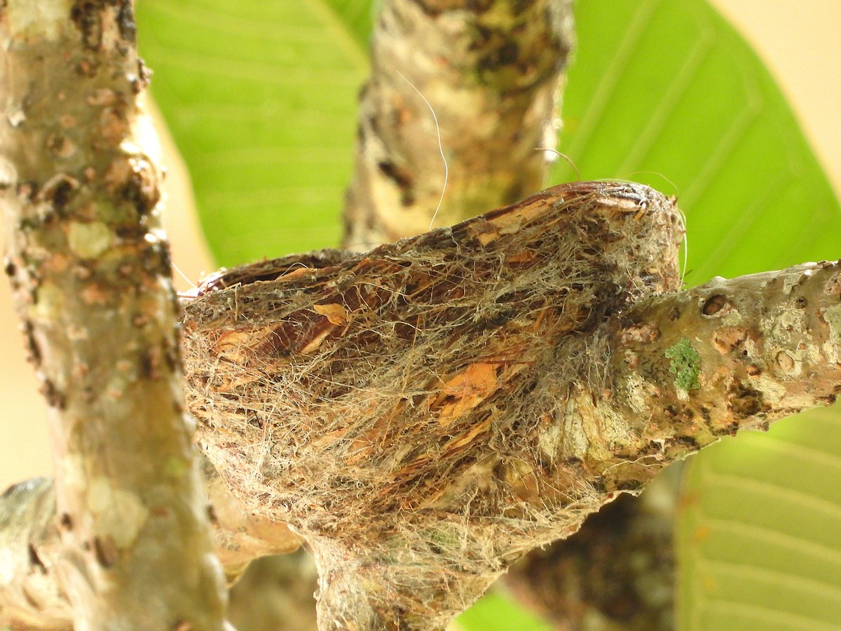 Willie-wagtail - ML647043808