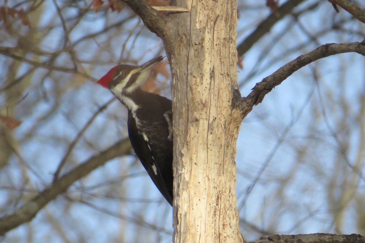 datel chocholatý - ML647043810