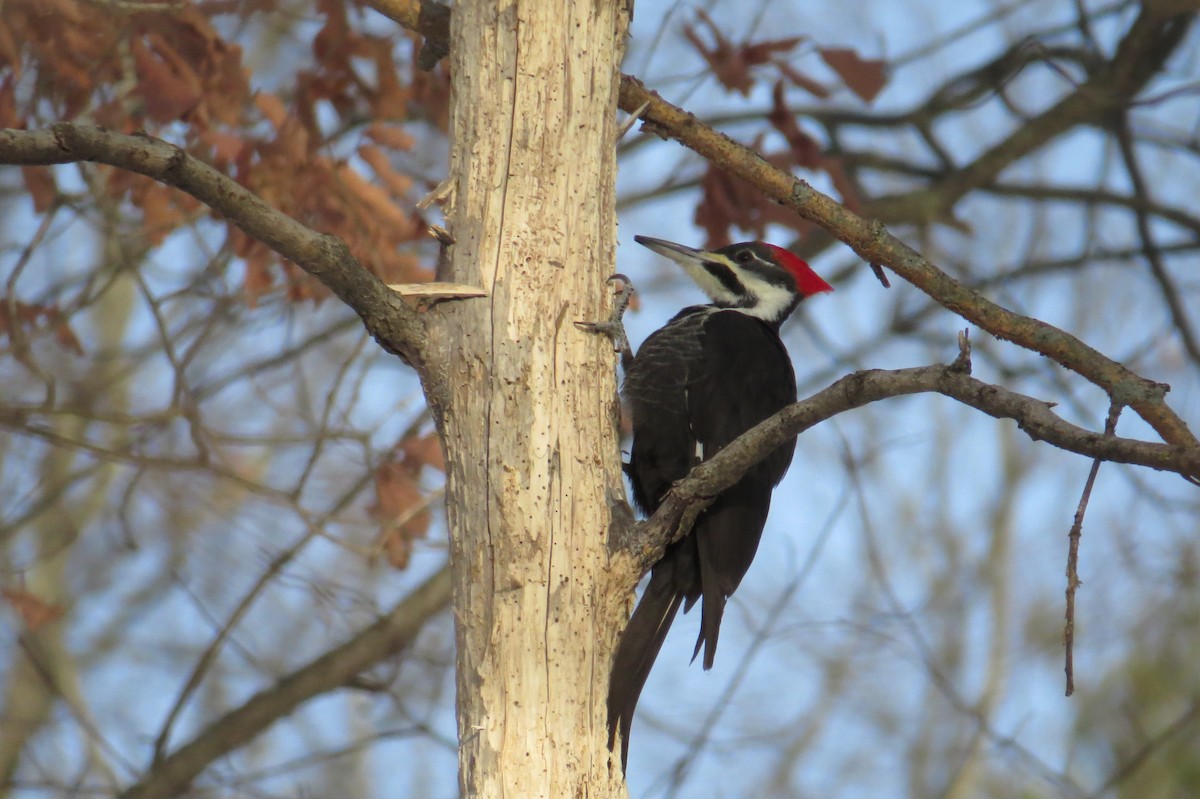 datel chocholatý - ML647043811