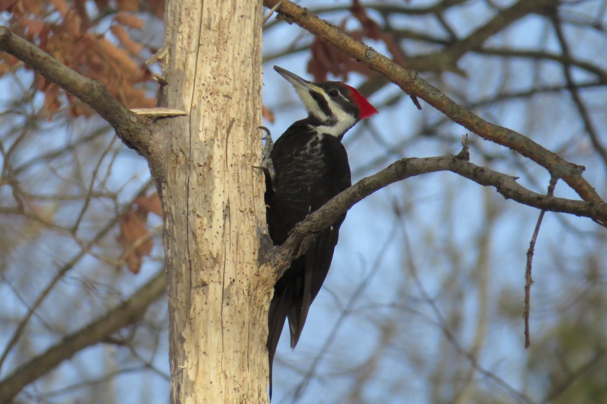 datel chocholatý - ML647043812