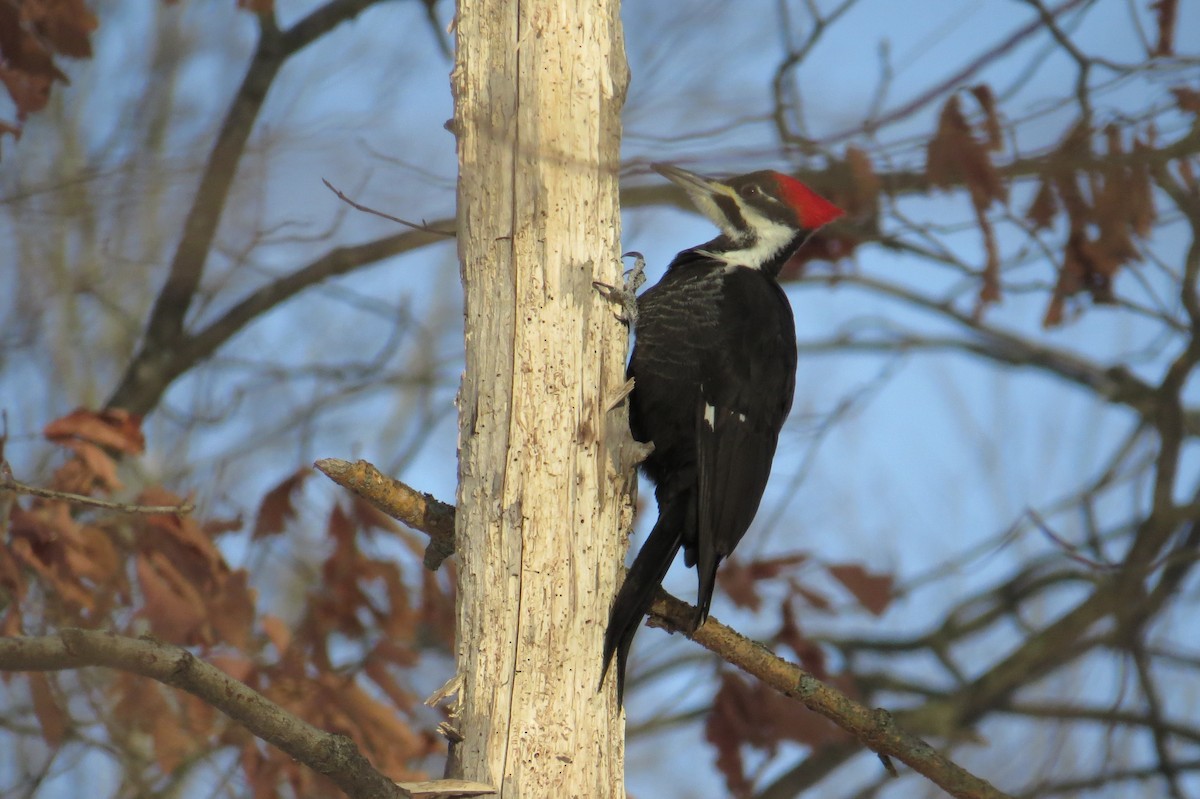 datel chocholatý - ML647043813