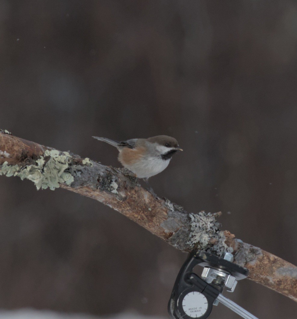 Boreal Chickadee - ML647043815