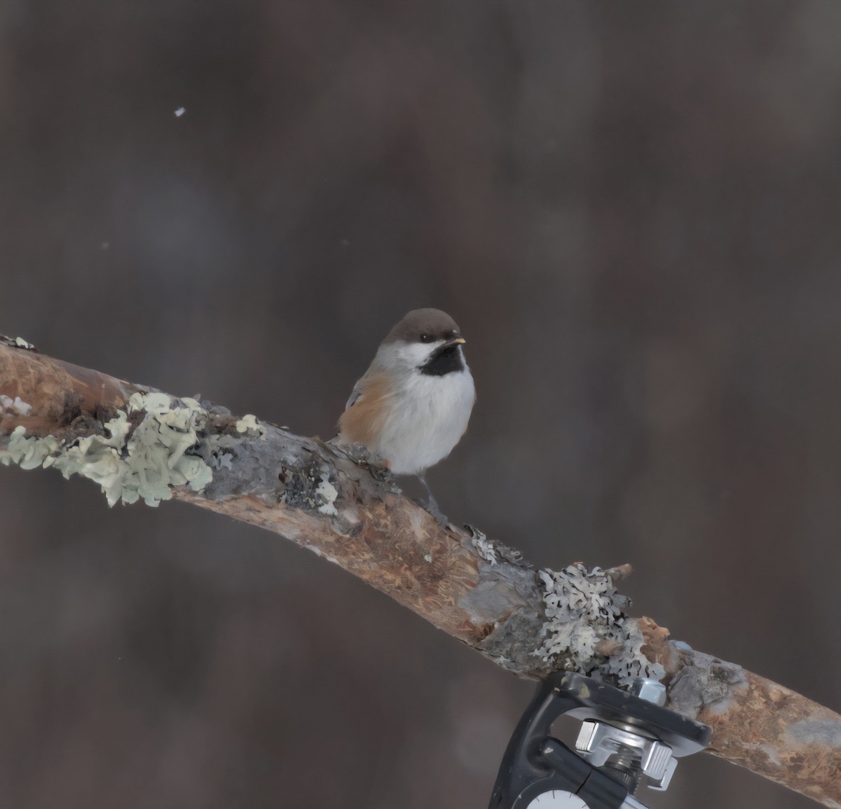 Boreal Chickadee - ML647043816