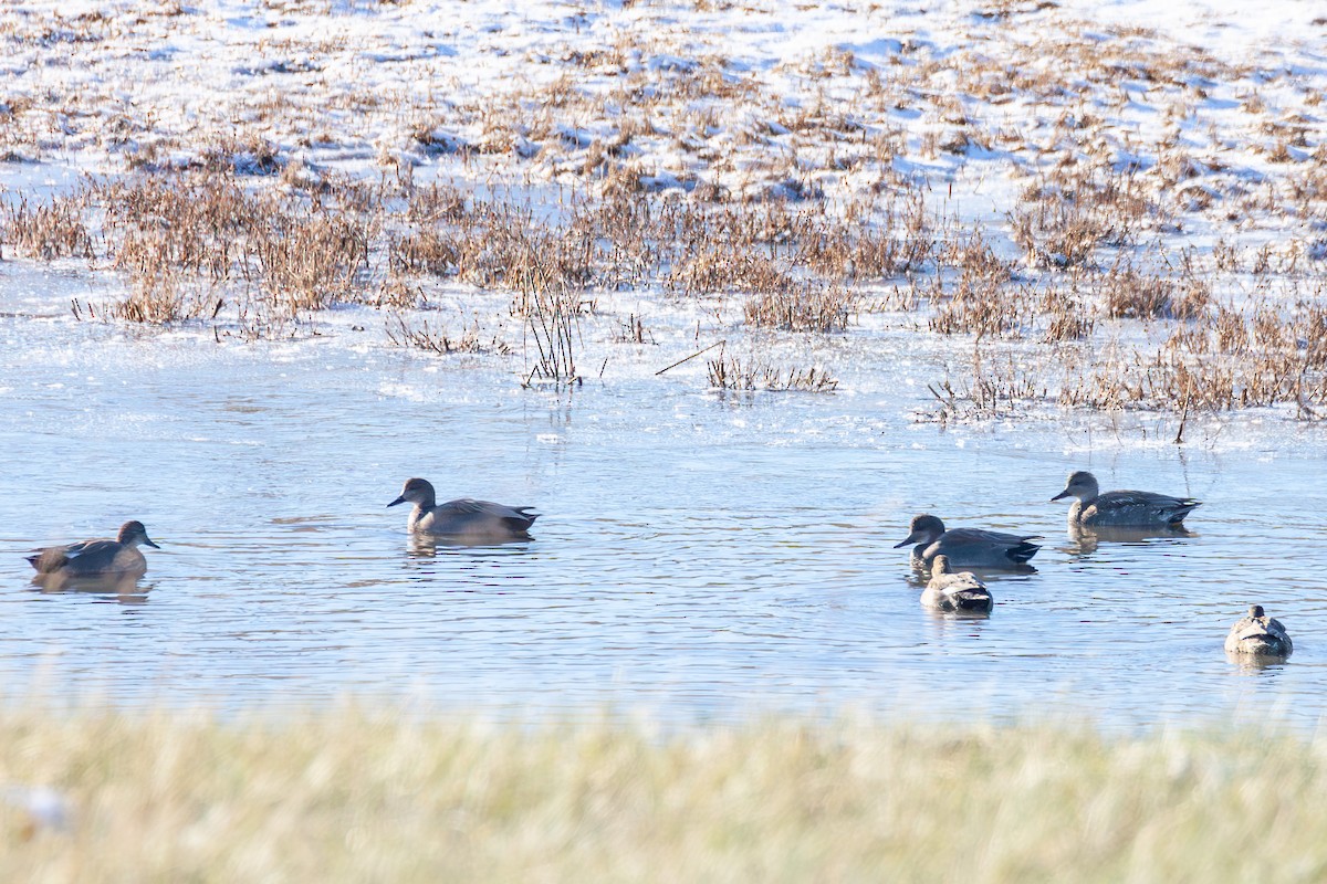 Gadwall - ML647043818