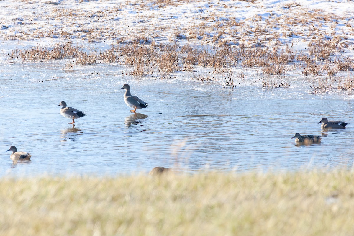 Gadwall - ML647043819