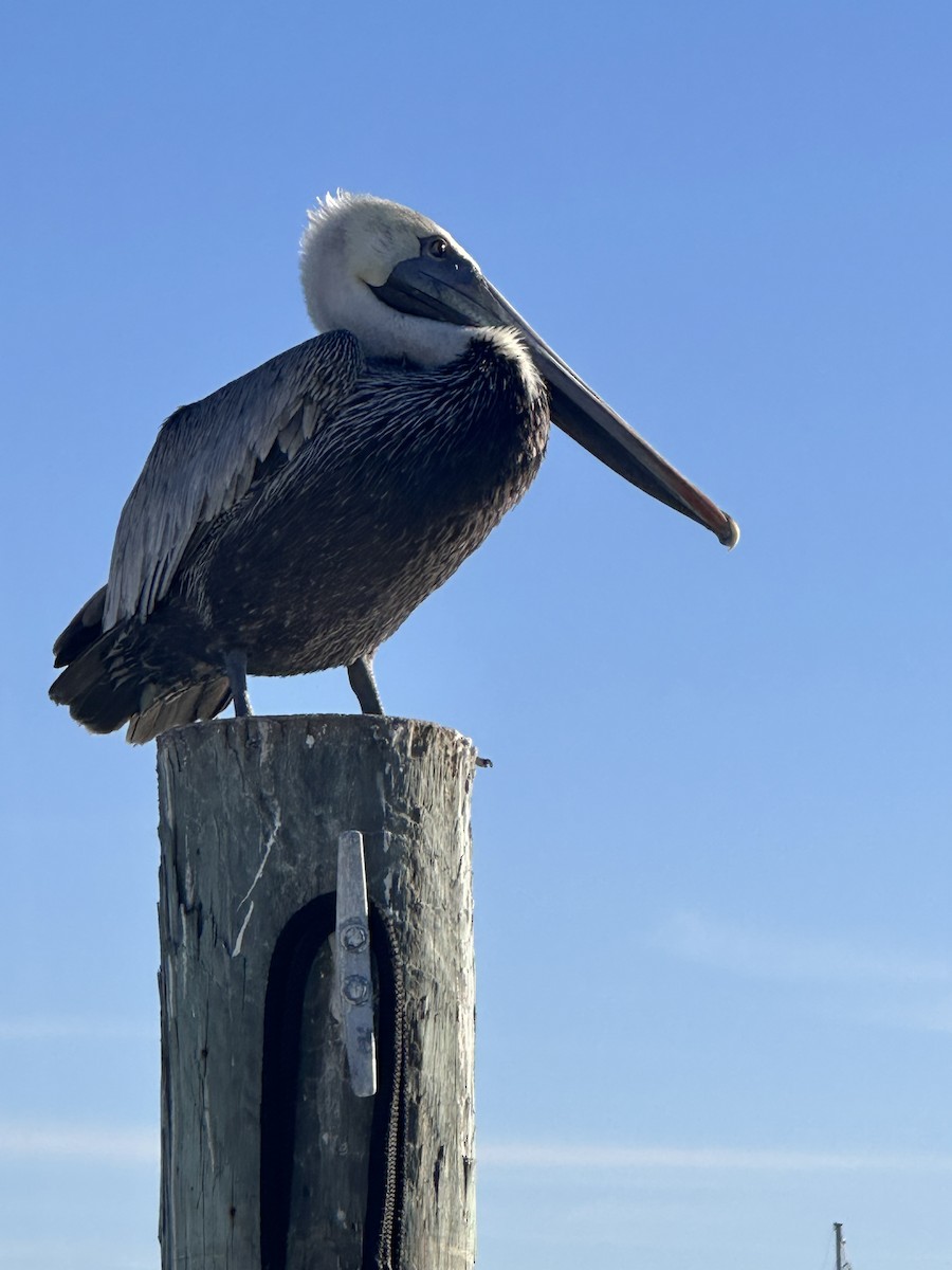Brown Pelican - ML647043820