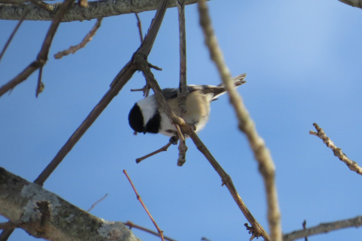 sýkora černohlavá - ML647043821