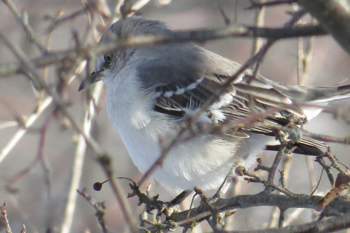 drozdec mnohohlasý - ML647043830