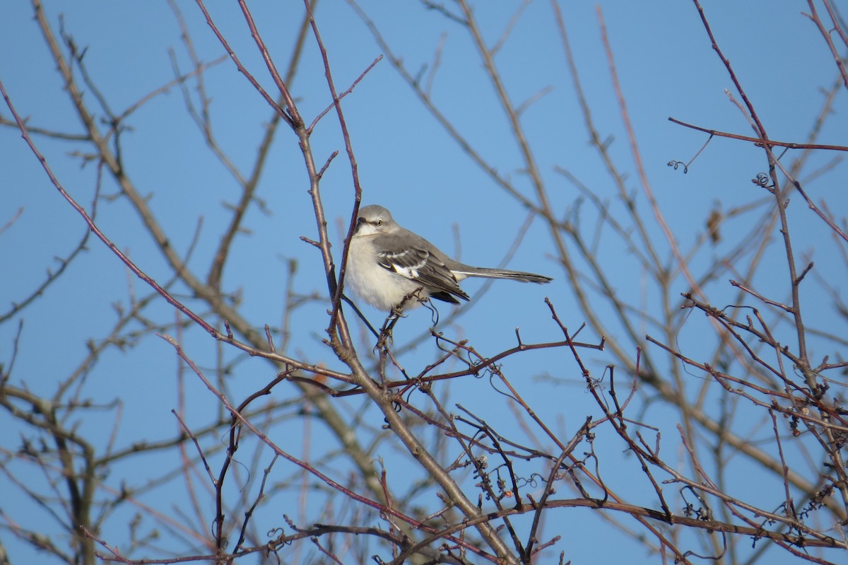 drozdec mnohohlasý - ML647043831