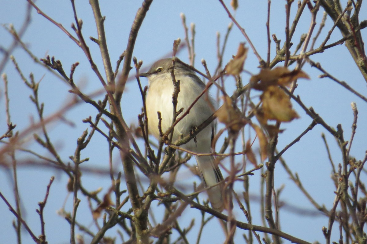 drozdec mnohohlasý - ML647043842