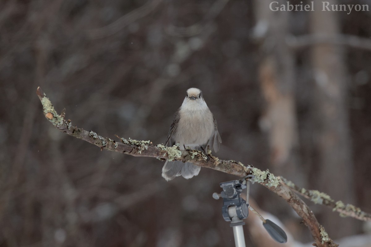 Canada Jay - ML647043845