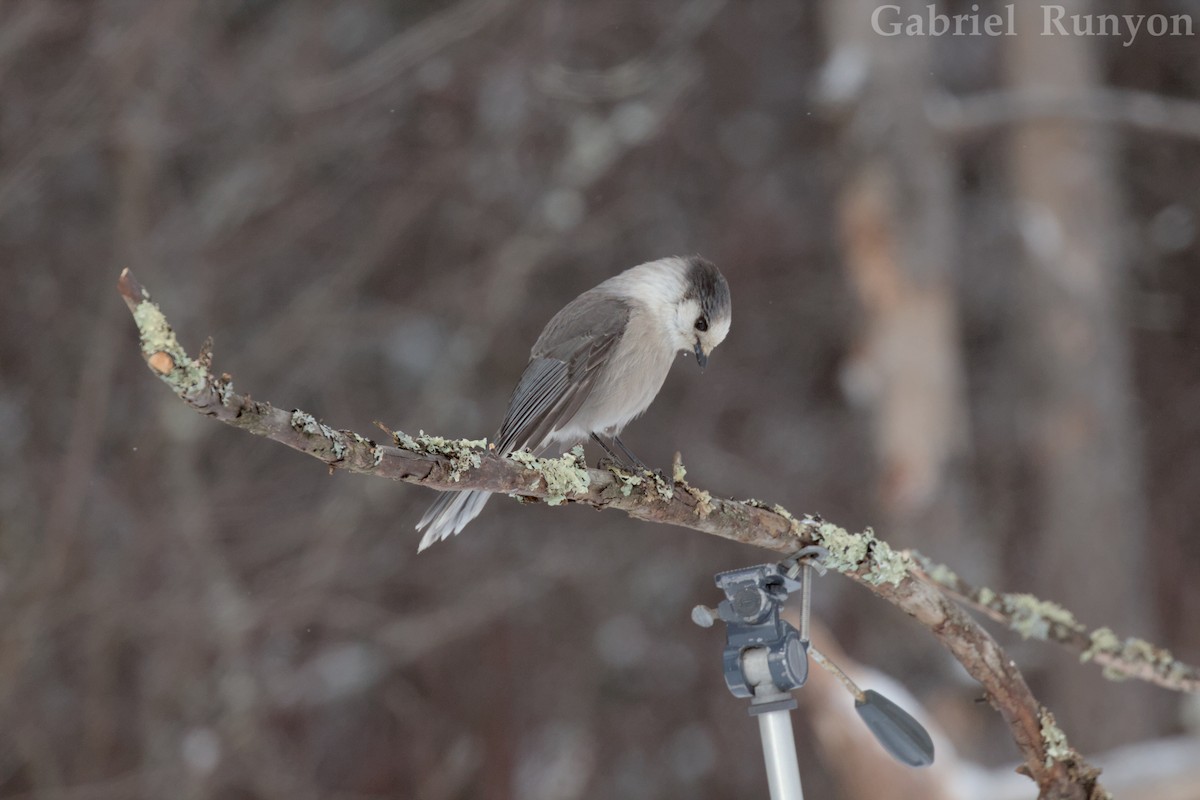 Canada Jay - ML647043846