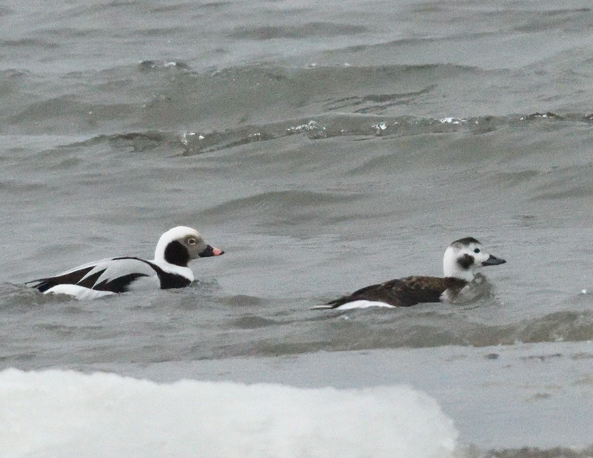 Long-tailed Duck - ML647043848
