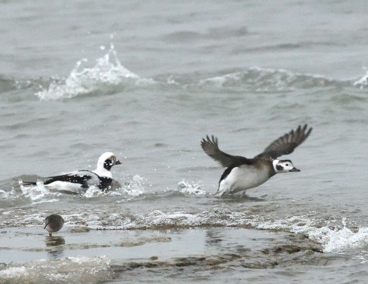 Long-tailed Duck - ML647043849