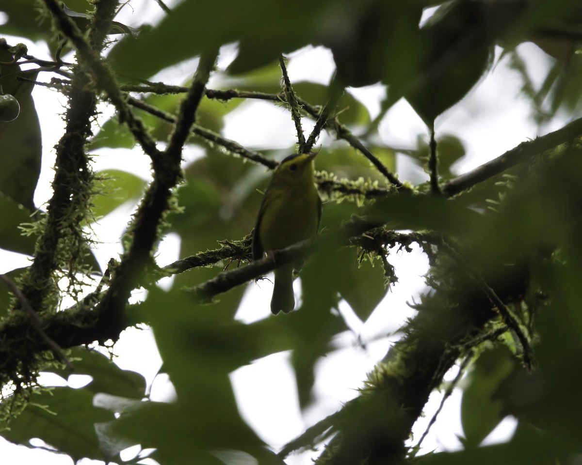 lesňáček čepičatý - ML647043853