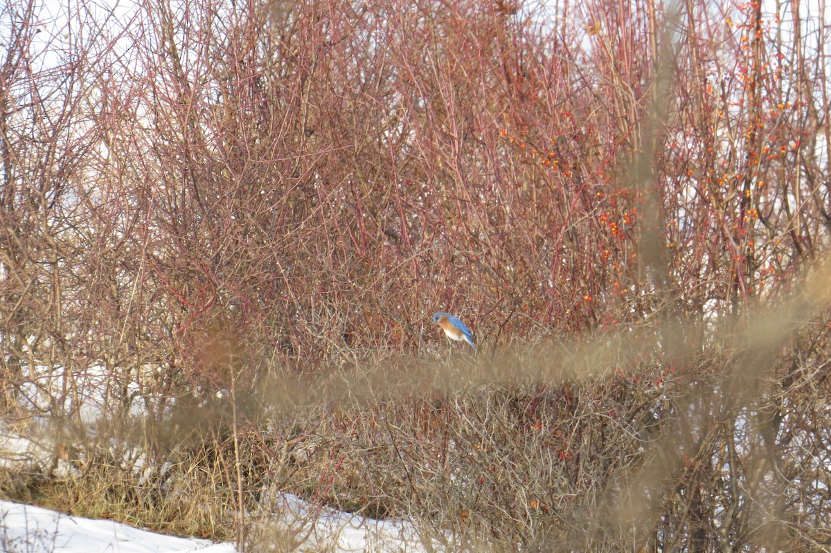 salašník modrý - ML647043854